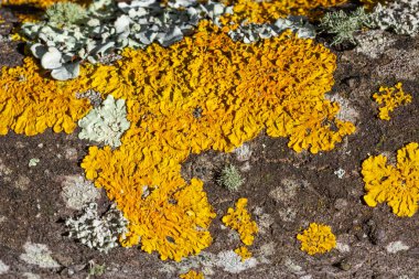 Güney Afrika, Cape Town 'daki Tokai' de bir ağacın kabuğunda yetişen krom sarısı liken..