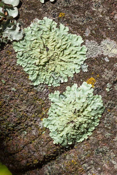 南アフリカ共和国ケープタウンの東海の木の樹皮に薄緑色の地衣類 — ストック写真