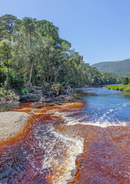 Güney Afrika 'nın R102 bölgesel karayolu üzerinde, Grootrivier (' Büyük Nehir 'Afrikalıları) yakınındaki yerli orman.