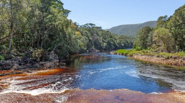 Güney Afrika 'nın R102 bölgesel karayolu üzerinde, Grootrivier (' Büyük Nehir 'Afrikalıları) yakınındaki yerli orman.