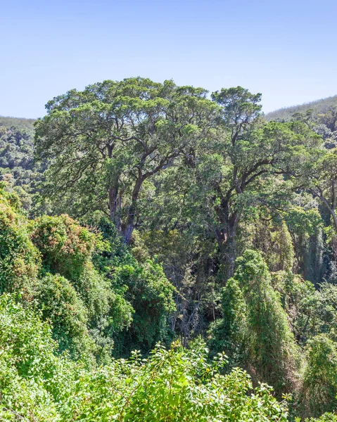 Indigenous Forest Adjacent Grootrivier Afrikaans Great River Pass Western Cape — Stock Photo, Image