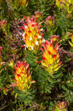 Güney Afrika Cape Town yakınlarındaki Kogelberg Biyosfer Rezervi 'nde yetişen bir Mimet kültürü ya da Kızıl Pagoda bitkisi..