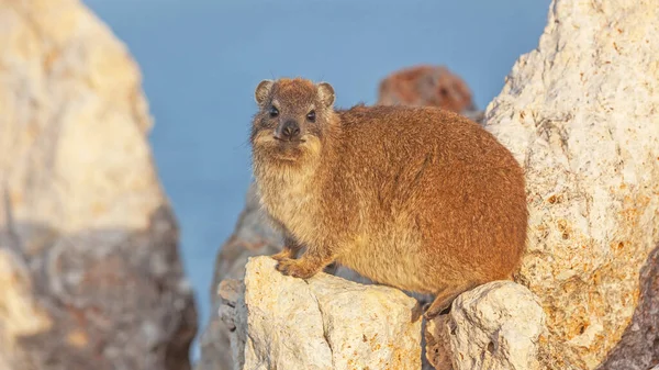 Hyrax Roca Dassie Pariente Del Elefante Fotografiado Cabo Occidental Sudáfrica — Foto de Stock