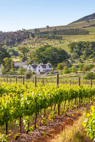 Ein Weinberg Und Ein Kapholländisches Herrenhaus Neben Dem Hellshoogte Pass — Stockfoto