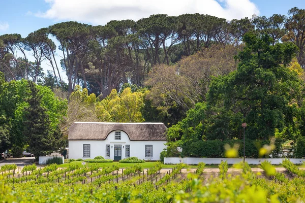 Виноградник Oude Libertas Поместье Cape Dutch Местечке Фач Западной Капской — стоковое фото