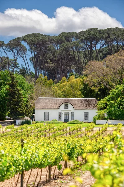 Oude Libertas Vineyard Cape Dutch Homestead Stellenbosch Western Cape South — Stock Photo, Image