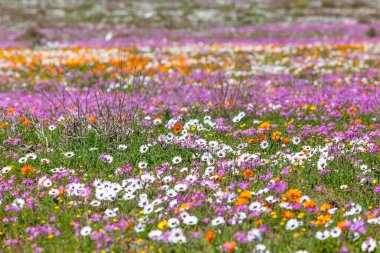 kır çiçekleri west coast Milli Parkı, western Cape'deki/daki langebaan Güney Afrika büyüyen bir bolluk.