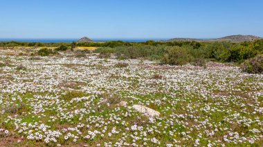 Batı Yakası Ulusal Parkı 'nda büyüyen beyaz papatya tarlası. Güney Afrika' daki Langebaan yakınlarında..