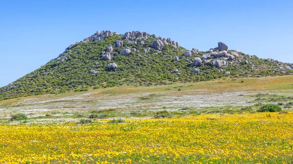 Mass Yellow White Daisies Growing Wild West Coast National Park — Stock Photo, Image