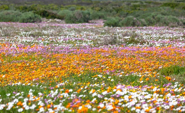 Profusion Colorful Wildflowers Growing West Coast National Park Langebaan Western — Stock Photo, Image