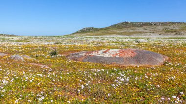 kır çiçekleri ve liken, langebaan western cape, Güney Afrika, Batı Yakası Milli Parkı.