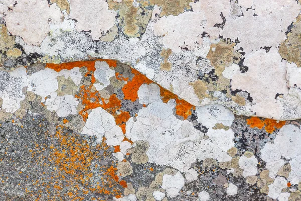 Abstract Lichen Patterns Rock West Coast National Park Langebaan South — Stock Photo, Image