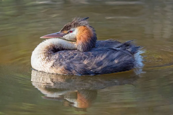 Ein Haubentaucher Podiceps Cristatus Hirtensee Perth Westaustralien — Stockfoto