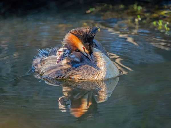 Great Crested Grebe Podiceps Cristatus Swimming Chick Its Back Herdsman — Stockfoto