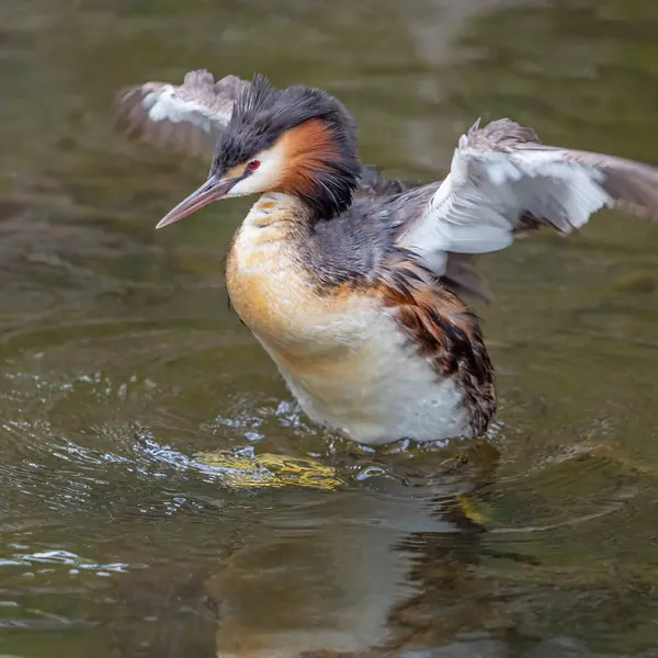 Great Crested Grebe Podiceps Cristatus Flapping Its Wings Herdsman Lake — Stockfoto