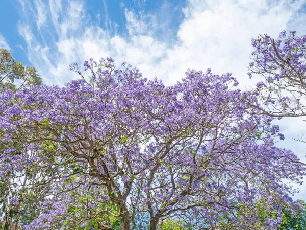 Μοβ Μπλε Λουλούδια Ενός Δέντρου Jacaranda Jacaranda Mimosifolia Αναπτύσσονται Στο — Φωτογραφία Αρχείου