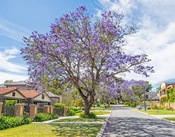 Una Calle Bordeada Jacaranda Suburbio Lujo Applecross Perth Australia Occidental —  Fotos de Stock