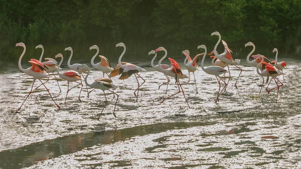 Flock Greater Flamingos Move Dubai Creek United Arab Emirates — Stockfoto