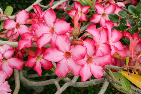 Desert Rose Impala Lily Adenium Obesum Poisonous Species Flowering Plant — Stock fotografie