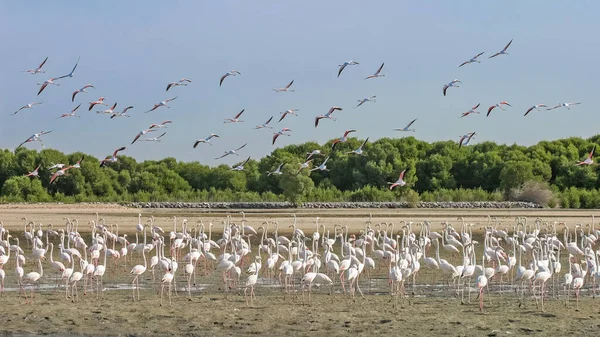 Alimentação Flamingos Voo Reserva Ras Khor Dubai Emirados Árabes Unidos — Fotografia de Stock