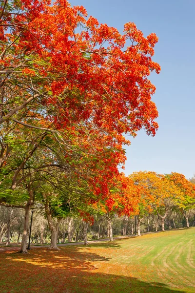 Alberi Fuoco Fiore Nel Safa Park Dubai Emirati Arabi Uniti — Foto Stock