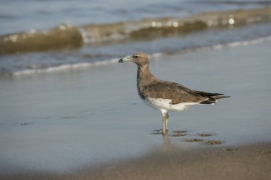 Bir Sooty Gull (Ichthyaetus hemprichii), BAE 'nin Fujairah plajında. Laridae familyasından Aden Martı ya da Hemprich Martı olarak da bilinen bir martı türüdür..