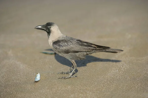 Corneille Capuchon Corvus Splendens Été Introduite Aux Émirats Arabes Unis — Photo