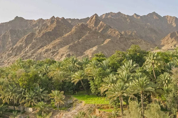 Most Agriculturally Developed Stretch Wadi Maydaq Seasonal Watercourse Hajar Mountains — Stock Photo, Image