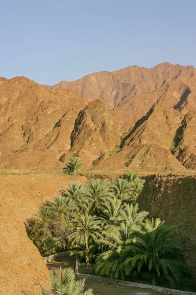 Palmen Einem Engen Wadi Der Nähe Des Dorfes Hala Fujairah — Stockfoto