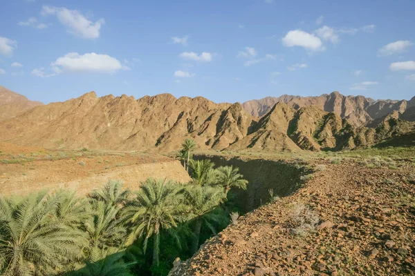 Palmen Einem Engen Wadi Der Nähe Des Dorfes Hala Fujairah — Stockfoto
