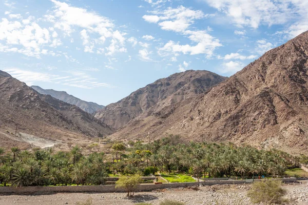 Wioska Plantacja Palm Wadi Saham Górach Hajar Emiratu Fujairah Zjednoczonych — Zdjęcie stockowe