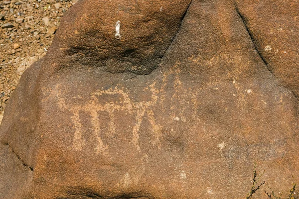 Magnífico Petroglifo Que Parece Ser Camelos Wadi Hayl Emirado Fujairah — Fotografia de Stock
