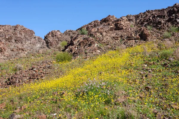 Wildblumen Wachsen Der Felsigen Wüste Der Nähe Von Shawka Einem — Stockfoto