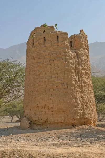 Periquitos Cuello Anillado Una Antigua Torre Vigilancia Dhayah Emirato Ras —  Fotos de Stock