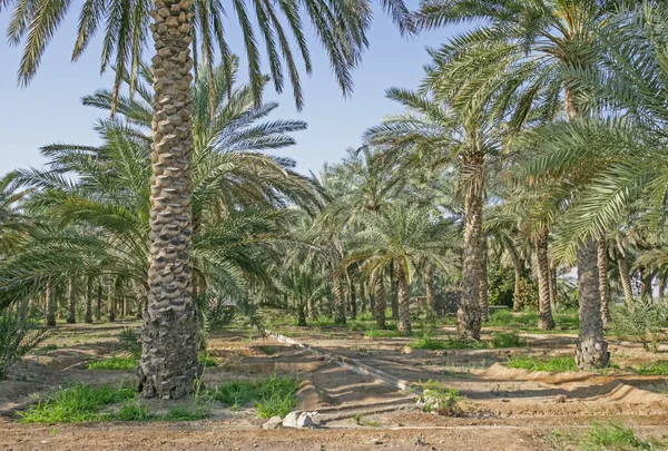 Eine Dattelplantage Mit Einem Traditionellen Falaj Oder Bewässerungskanal Dhaid Emirat — Stockfoto