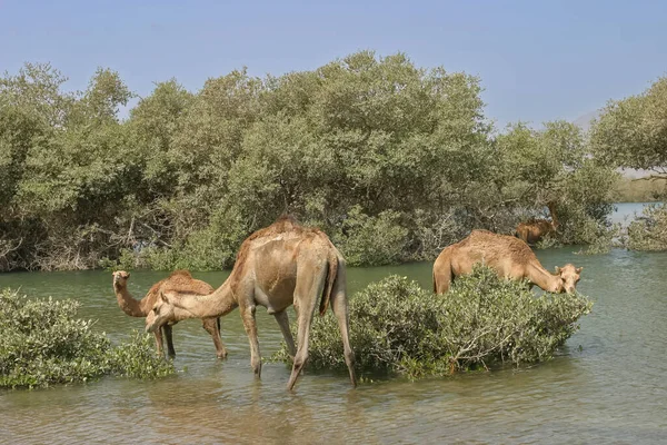 Kamelen Bladerend Ongerepte Mangroven Van Khor Kalba Aan Oostkust Van — Stockfoto