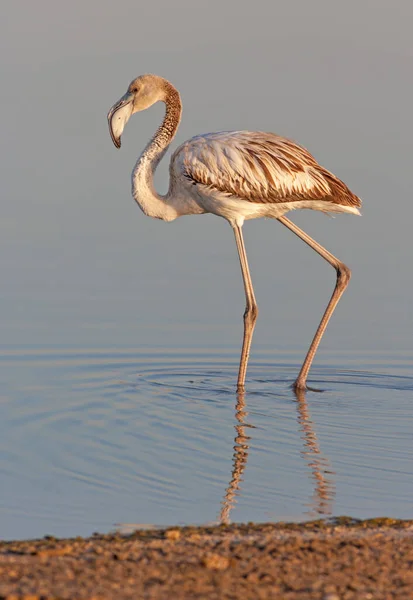 Juvenile Greater Flamingo Phoenicopterus Roseus Photographed Wasit Wetland Nature Reserve — Stock Photo, Image