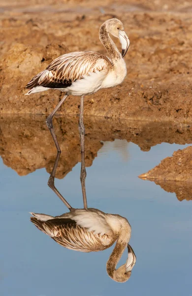 Juvenile Greater Flamingo Phoenicopterus Roseus Photographed Wasit Wetland Nature Reserve — Stock Photo, Image