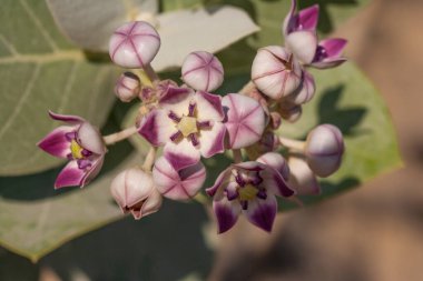 Bir Sodom elması (Calotropis procera), Birleşik Arap Emirlikleri 'ndeki Şeriat' ta Al Wasit Wetland Doğa Koruma Alanında çiçek açıyor..