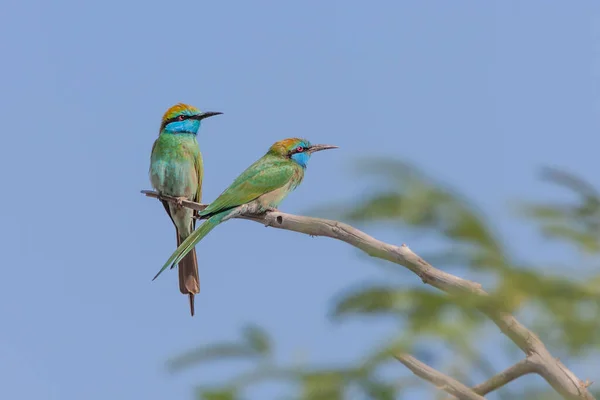 Dvojice Arabských Zelených Včelařů Merops Cyanophrys Přírodní Rezervaci Wasit Městě — Stock fotografie