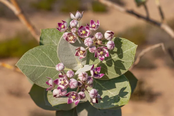 Bir Sodom elması (Calotropis procera), Birleşik Arap Emirlikleri 'ndeki Şeriat' ta Al Wasit Wetland Doğa Koruma Alanında çiçek açıyor..