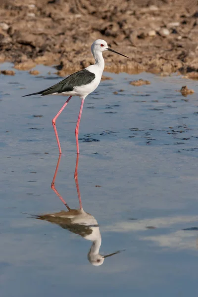 Černá Okřídlená Chůda Himantopus Himantopus Přírodní Rezervaci Wasit Městě Sharjah — Stock fotografie