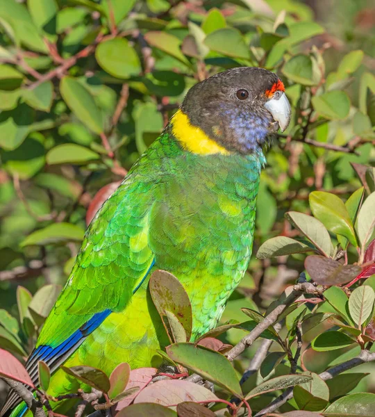 Ritratto Pappagallo Australiano Della Razza Occidentale Noto Anche Come Twenty — Foto Stock