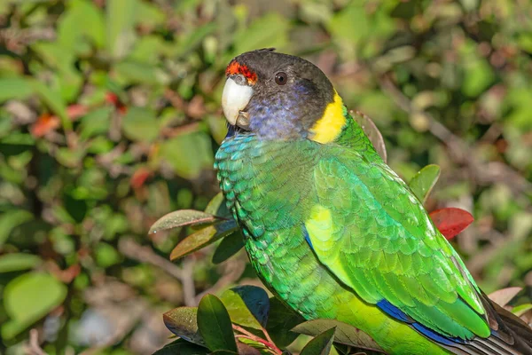 Portrét Australského Papouška Prstencovým Výstřihem Západního Závodu Známého Také Jako — Stock fotografie