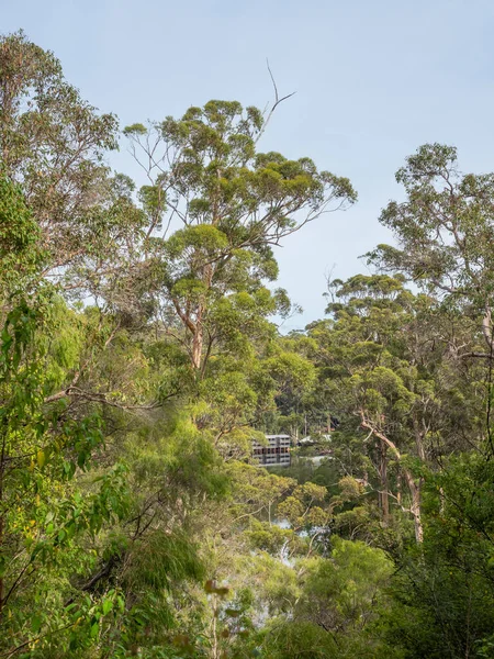 Jezero Beedelup Poblíž Pembertonu Západní Austrálii Obklopeno Majestátním Karri Forest — Stock fotografie