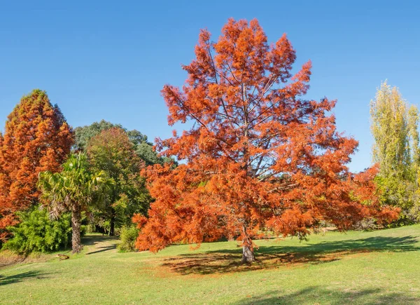 Heritage Listed Golden Valley Tree Park Set Picturesque Hills Balingup — Stock Photo, Image