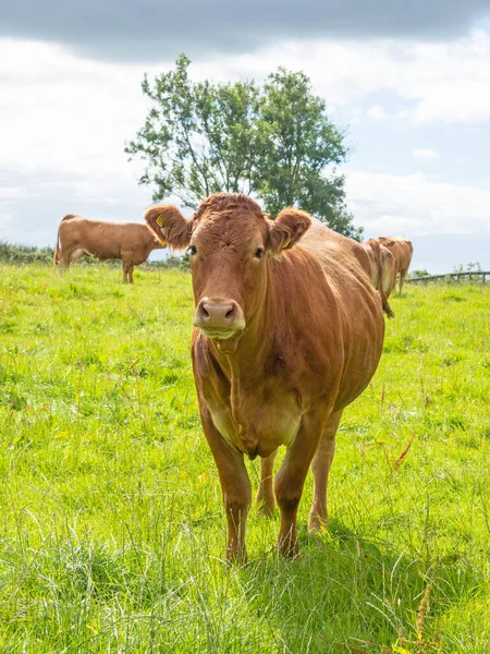 Cows Grazing Field Cloughanover District Headford County Galway Ireland —  Fotos de Stock
