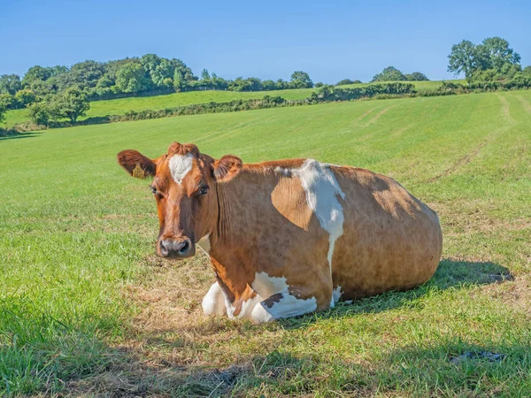 Cow Resting Field Cloughanover District Headford County Galway Ireland — Stock Fotó