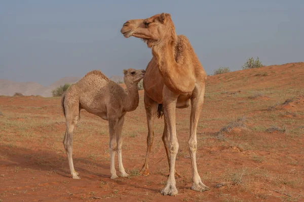 阿拉伯联合酋长国沙迦酋长国Wadi Faya的一头骆驼和它的小牛犊 — 图库照片