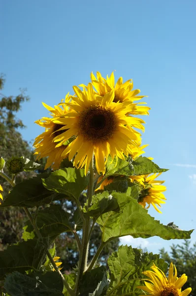 Yellow sunflowers — Stock Photo, Image